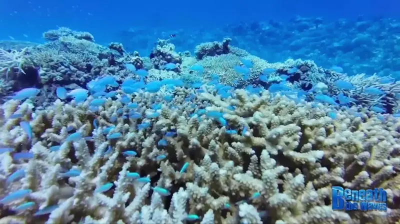Lời cảnh báo từ đại dương nhân Ngày Rạn san hô thế giới